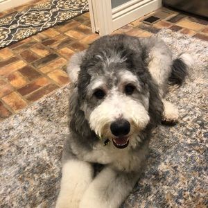 Meet your Posher, Dee